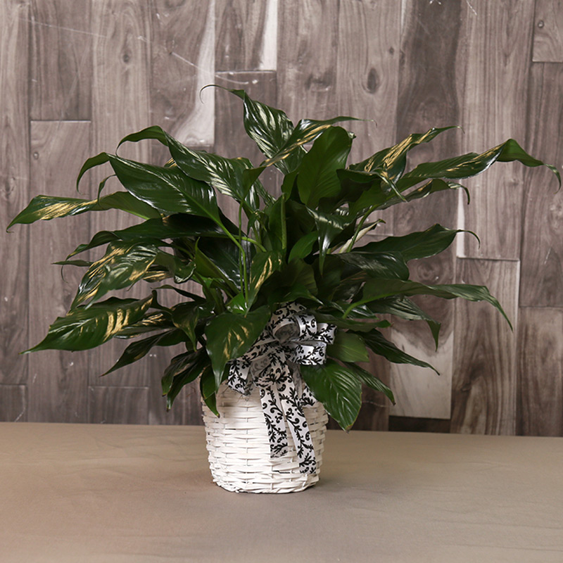 Simply Elegant Peace Lily