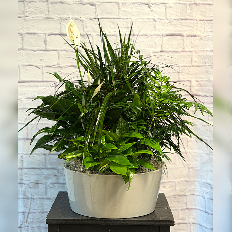 Botanical Sanctuary Dish Garden