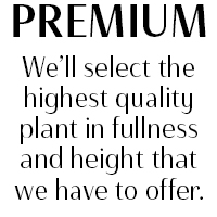 Plant Premium