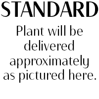 Plant Standard